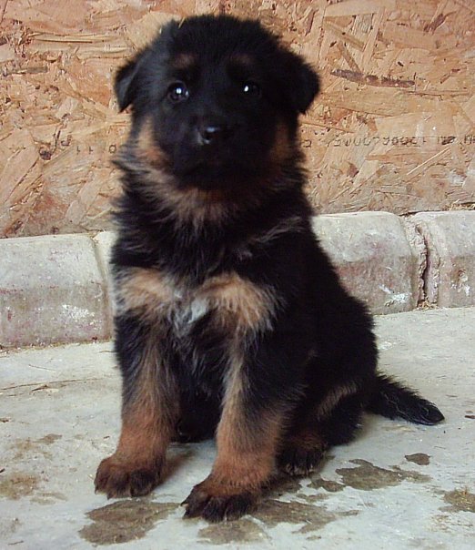 pic of GERMAN SHEPHERD posted on 2022-08-22 04:07:05